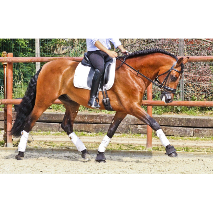 Hongre niv Inter I Hongre niv Inter I