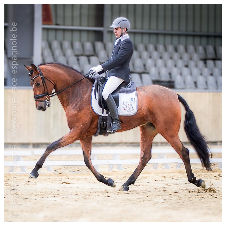 Hongre niv Inter I Hongre niv Inter I