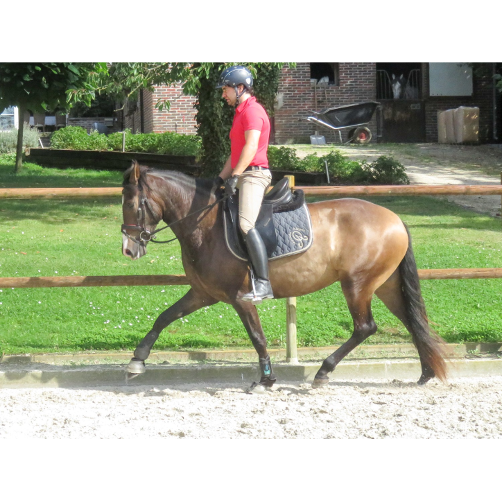 Jument PRE JC Jument PRE JC