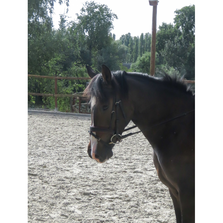 Jument PRE JC Jument PRE JC