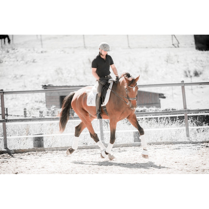 Jument BWP Jument BWP