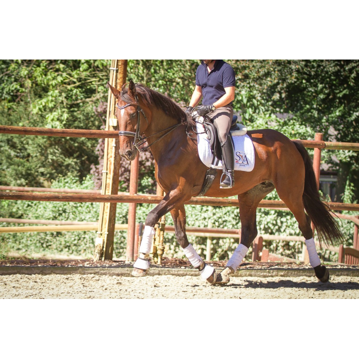 Jument BWP Jument BWP