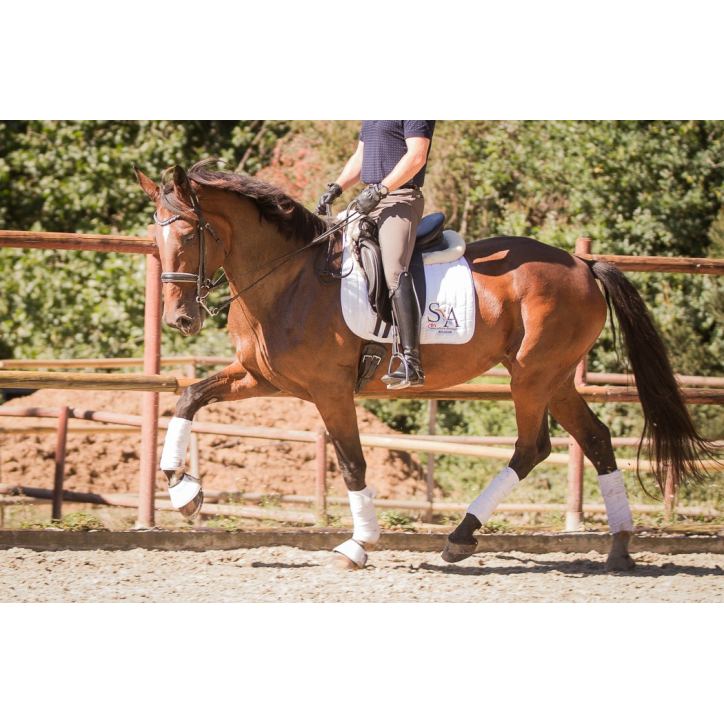 Jument BWP Jument BWP