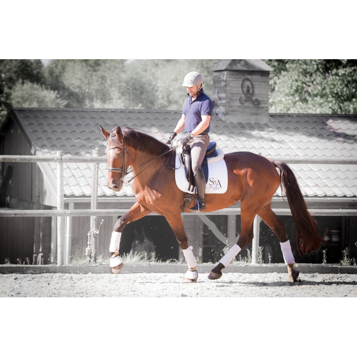 Jument BWP Jument BWP