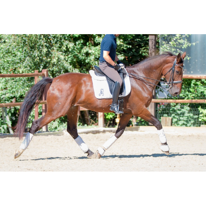 Jument BWP Jument BWP