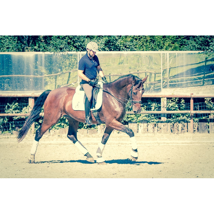 Jument BWP Jument BWP