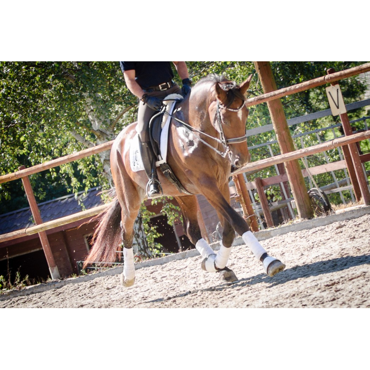 Jument BWP Jument BWP