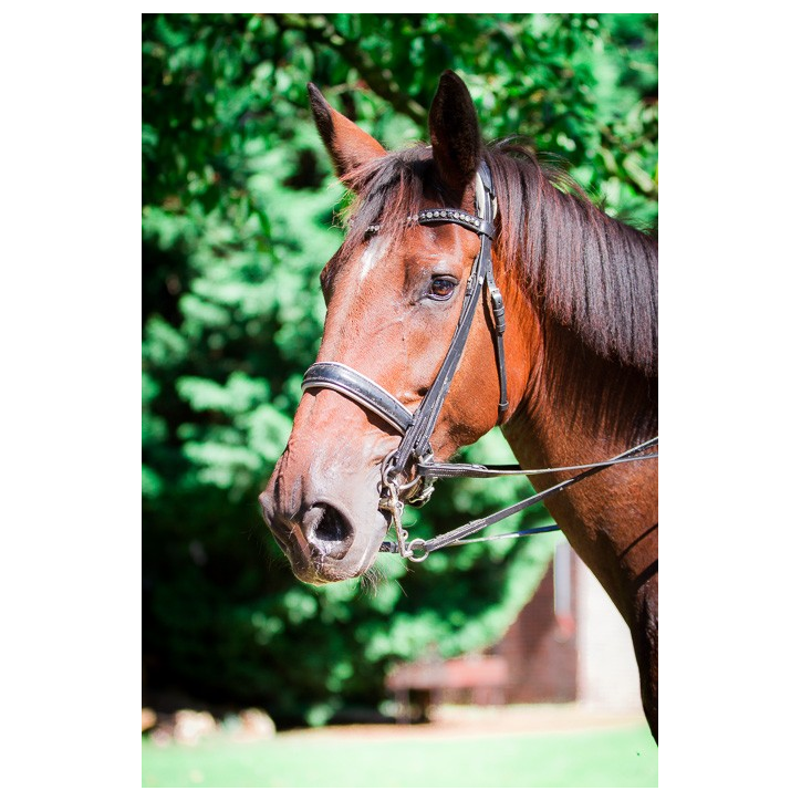 Jument BWP Jument BWP