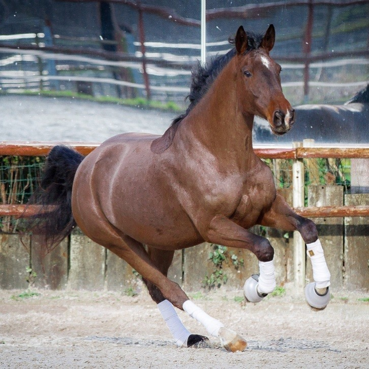 Jument BWP Jument BWP