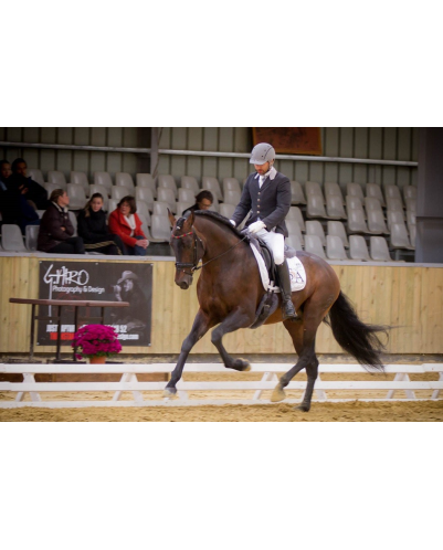 Étalon dressage