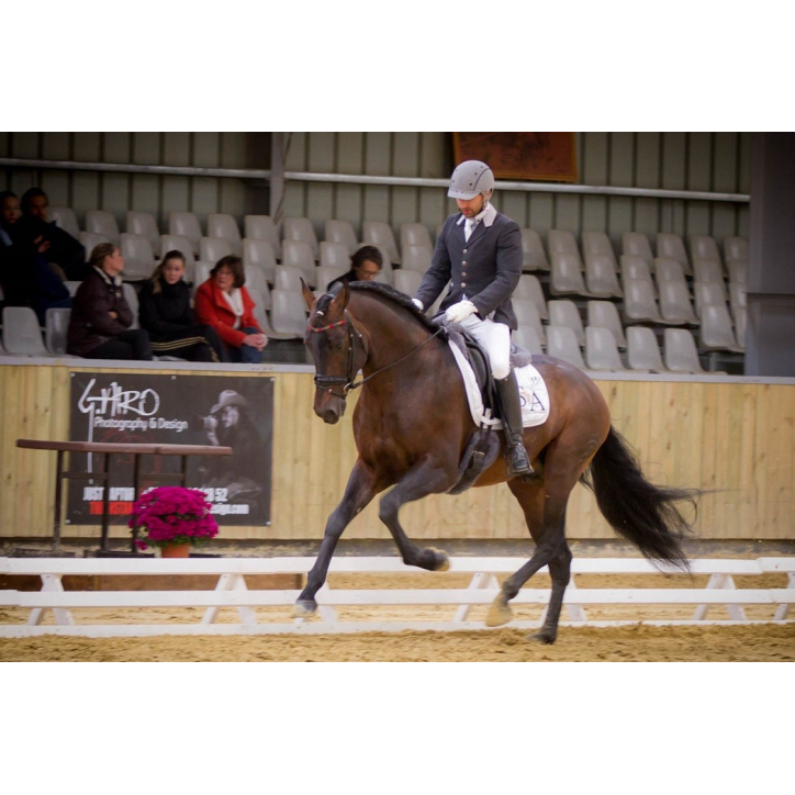 Étalon dressage