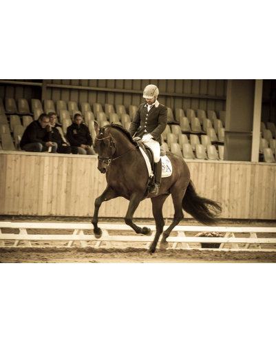 Étalon dressage