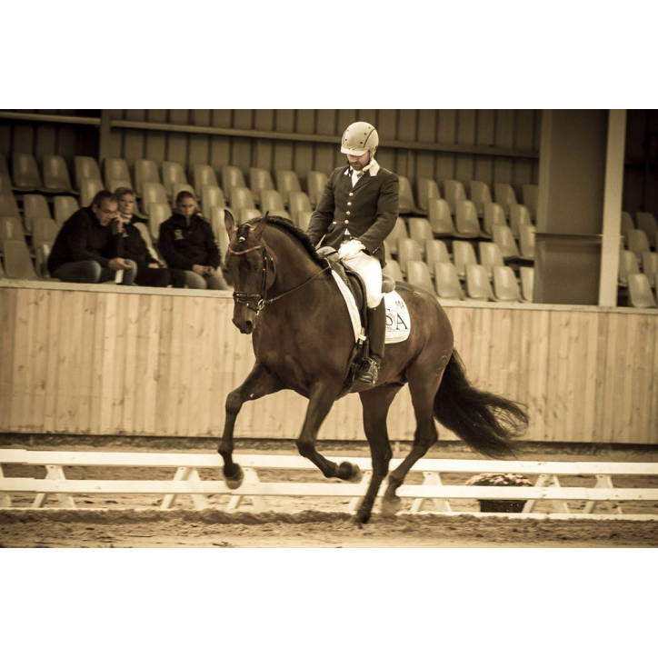 Étalon dressage
