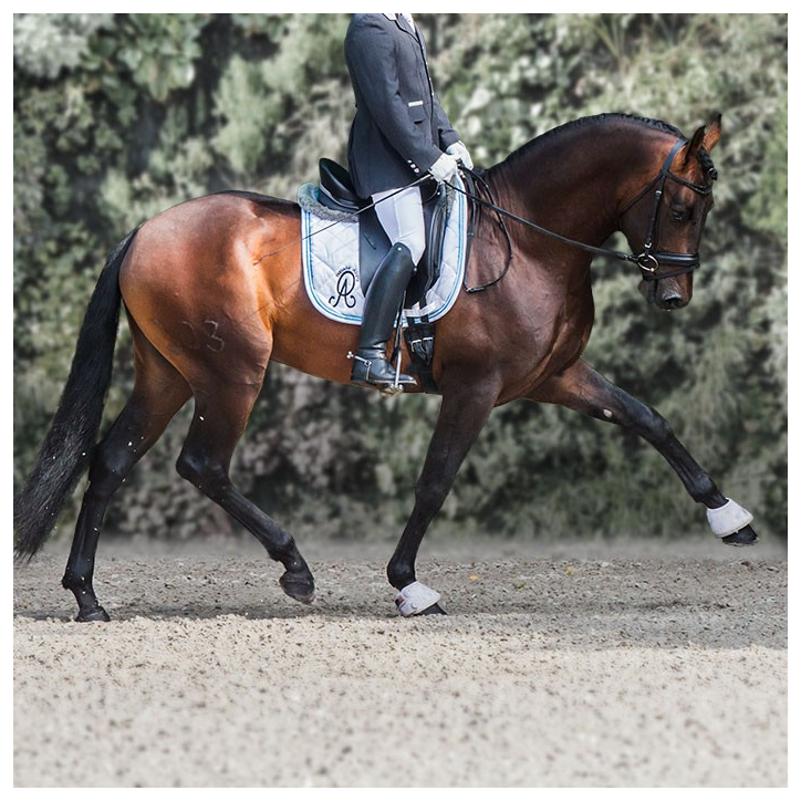 Étalon dressage