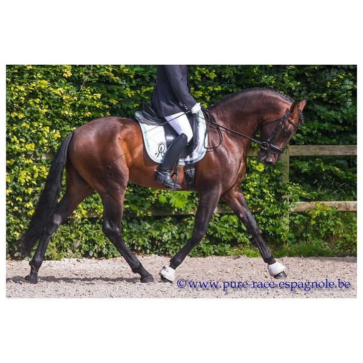 Étalon dressage
