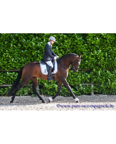 Étalon dressage
