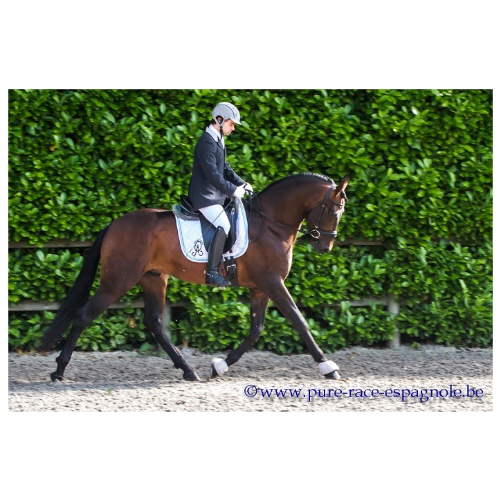 Étalon dressage
