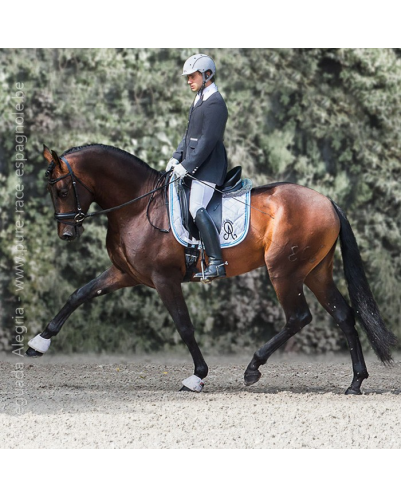 Étalon dressage