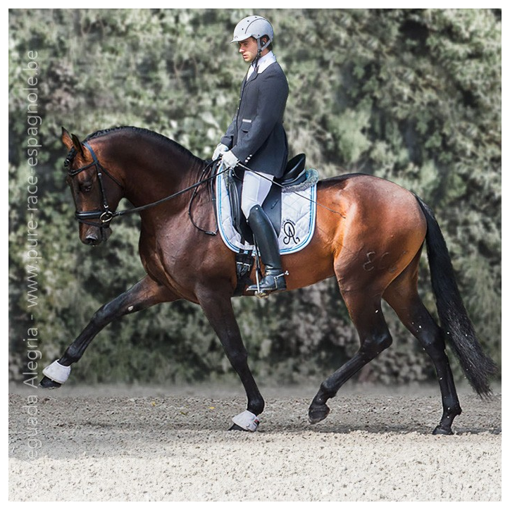 Étalon dressage