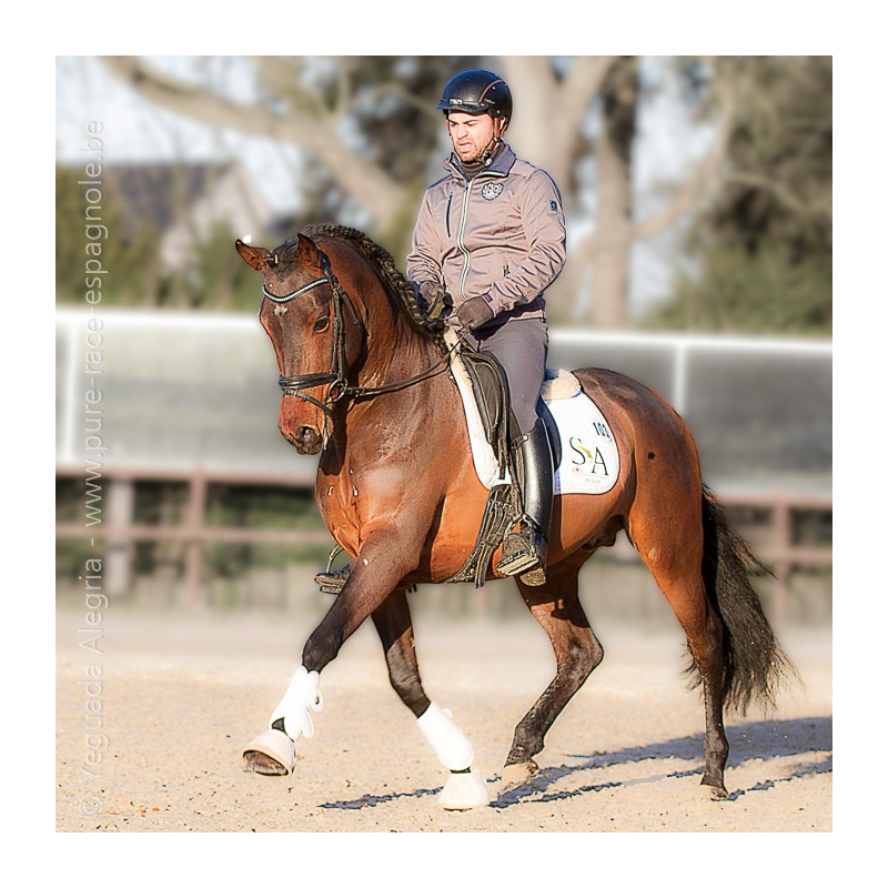 Jeune cheval concours DR Pays Bas