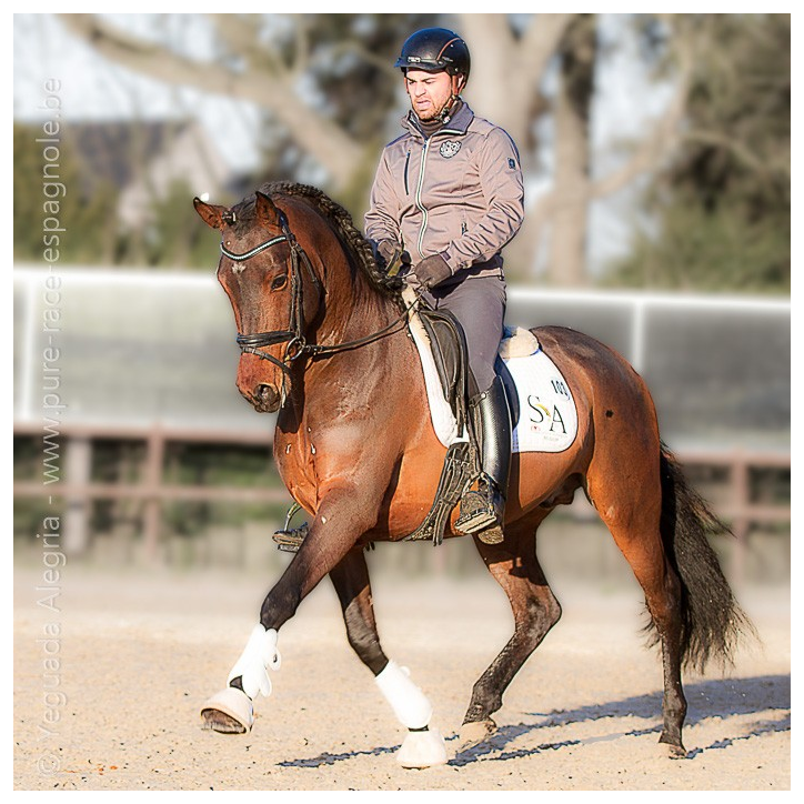 Jeune cheval concours DR Pays Bas