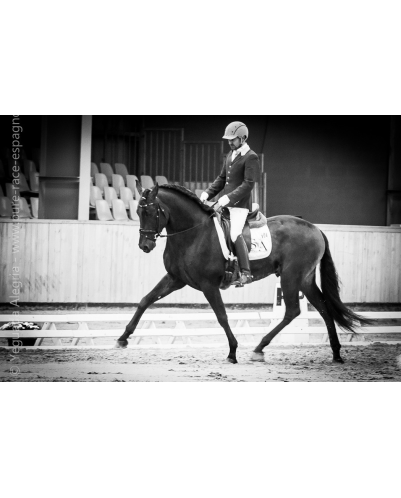 Étalon dressage