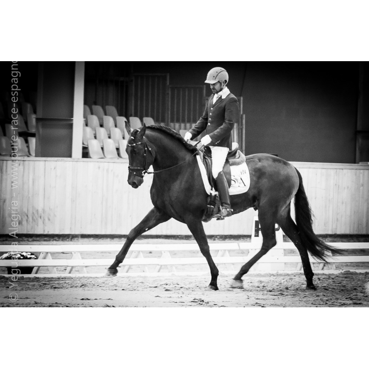 Étalon dressage