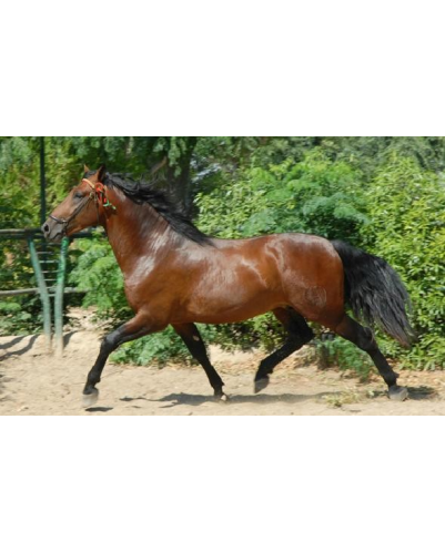 Étalon dressage