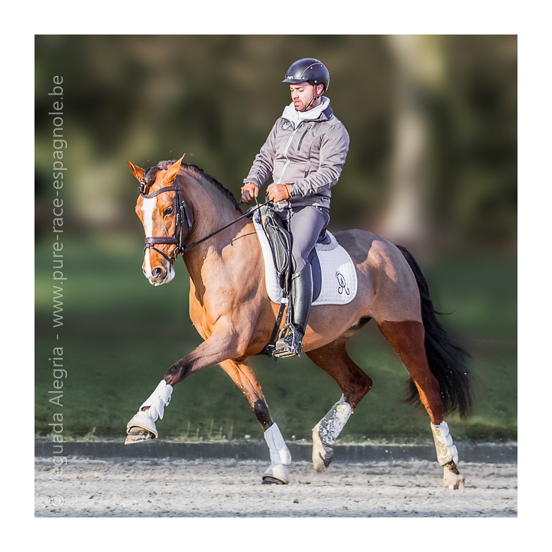 Jument Vice Championne JC 2015