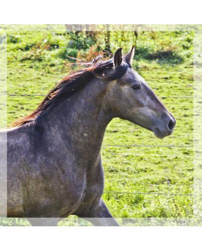 Cheval Préparation St Georges - Suisse