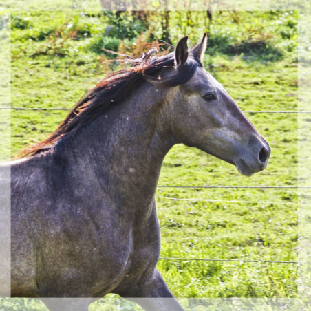 Cheval Préparation St Georges - Suisse