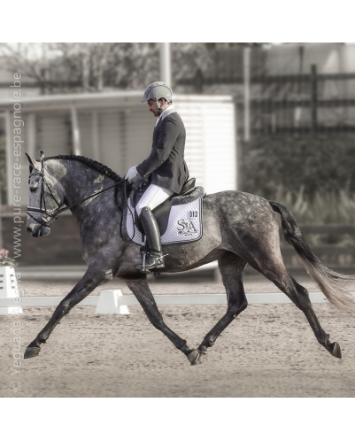 Cheval Préparation St Georges - Suisse