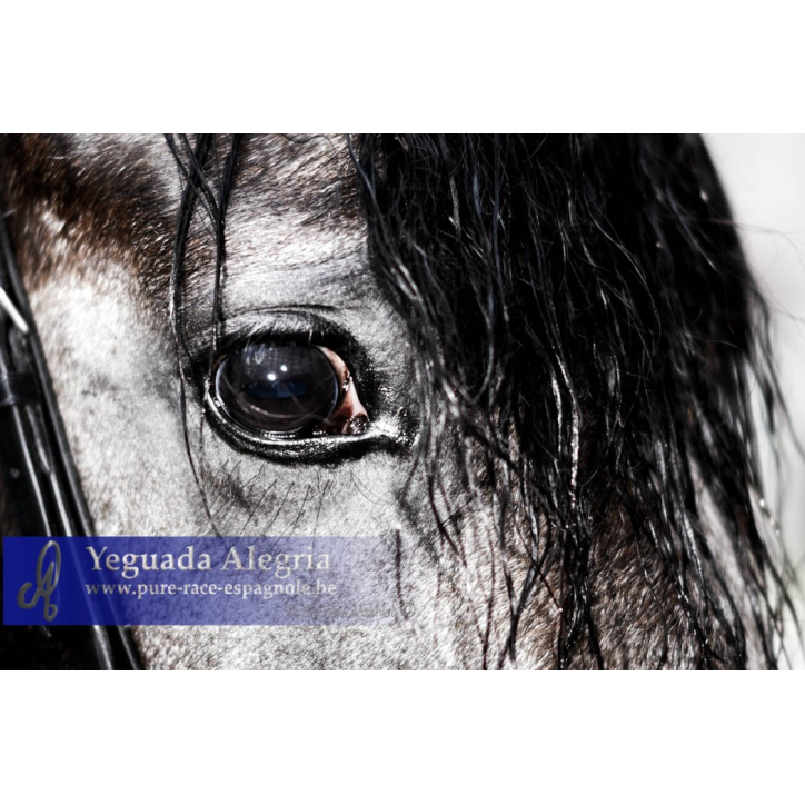 Cheval Préparation St Georges - Suisse Cheval Préparation St Georges - Suisse