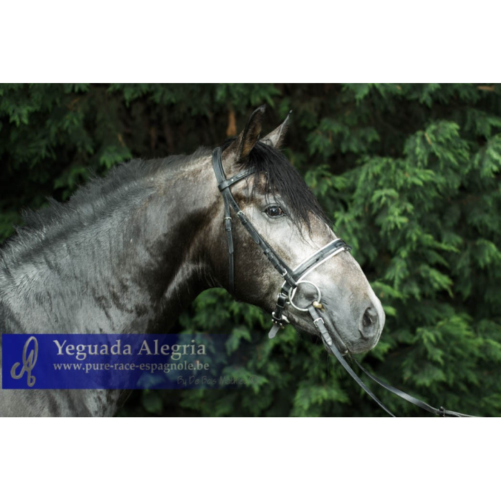 Cheval Préparation St Georges - Suisse Cheval Préparation St Georges - Suisse