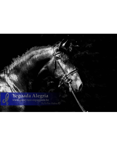 Cheval Préparation St Georges - Suisse