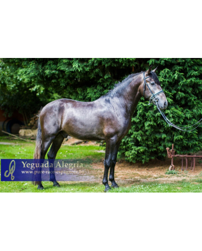 Cheval Préparation St Georges - Suisse