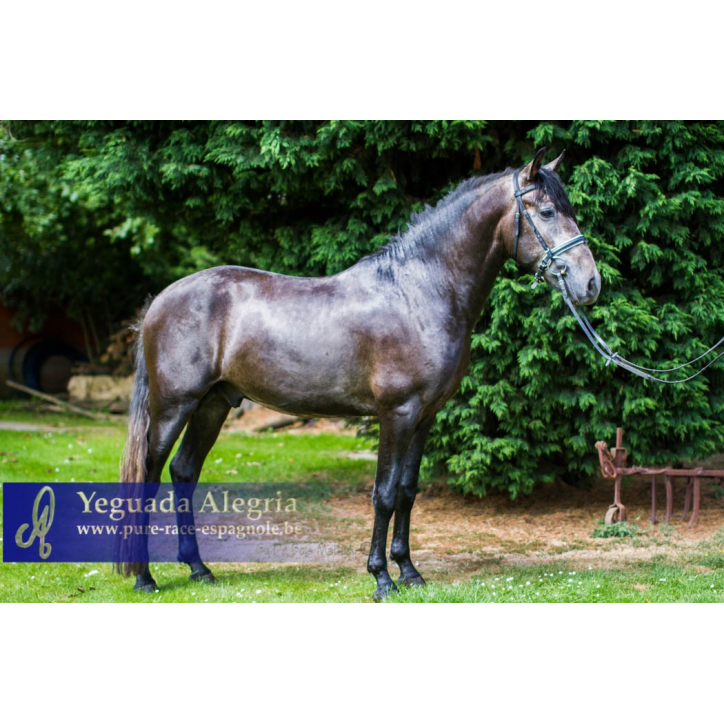 Cheval Préparation St Georges - Suisse Cheval Préparation St Georges - Suisse