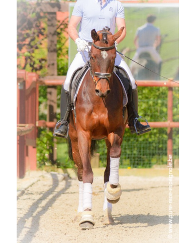 Jument bwp Niveau M10- Allemagne