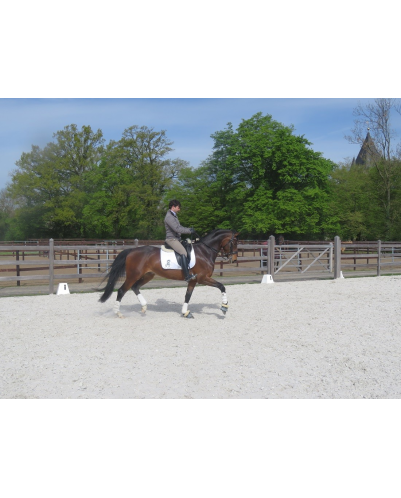 Jument bwp Niveau M10- Allemagne