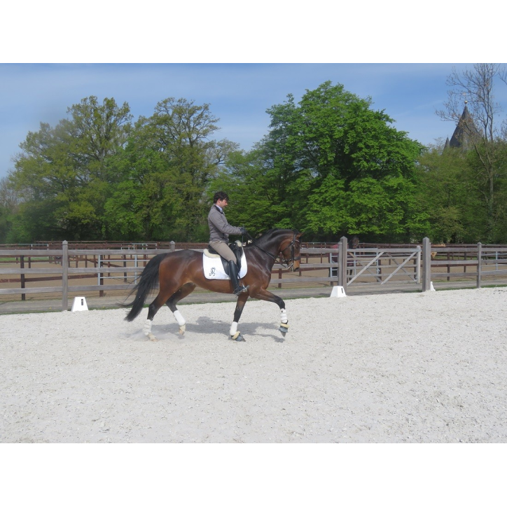 Jument bwp Niveau M10- Allemagne