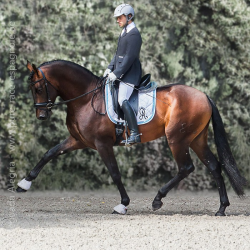 Étalon dressage