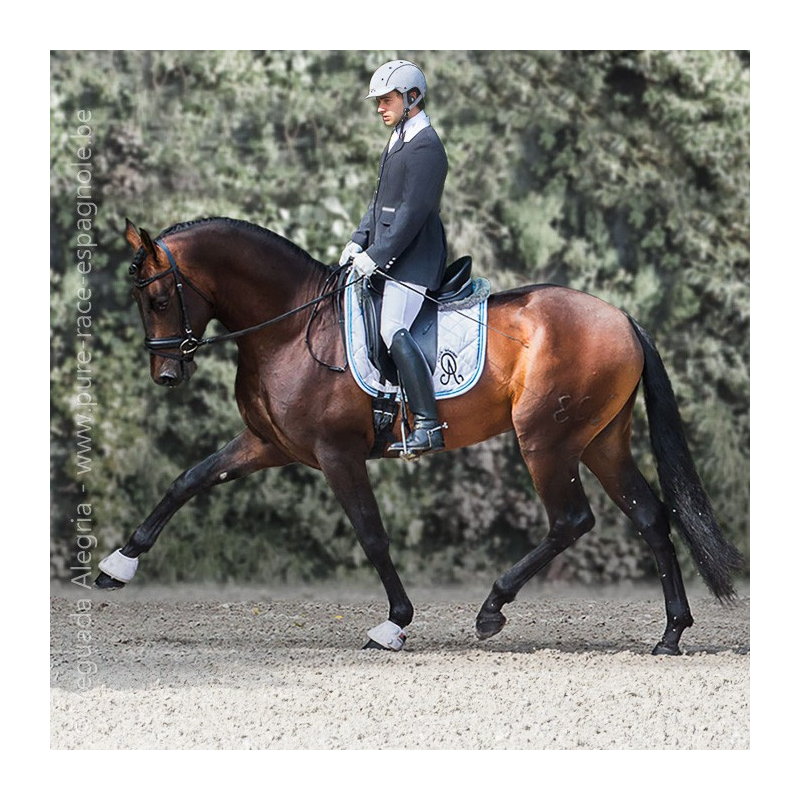 Étalon dressage