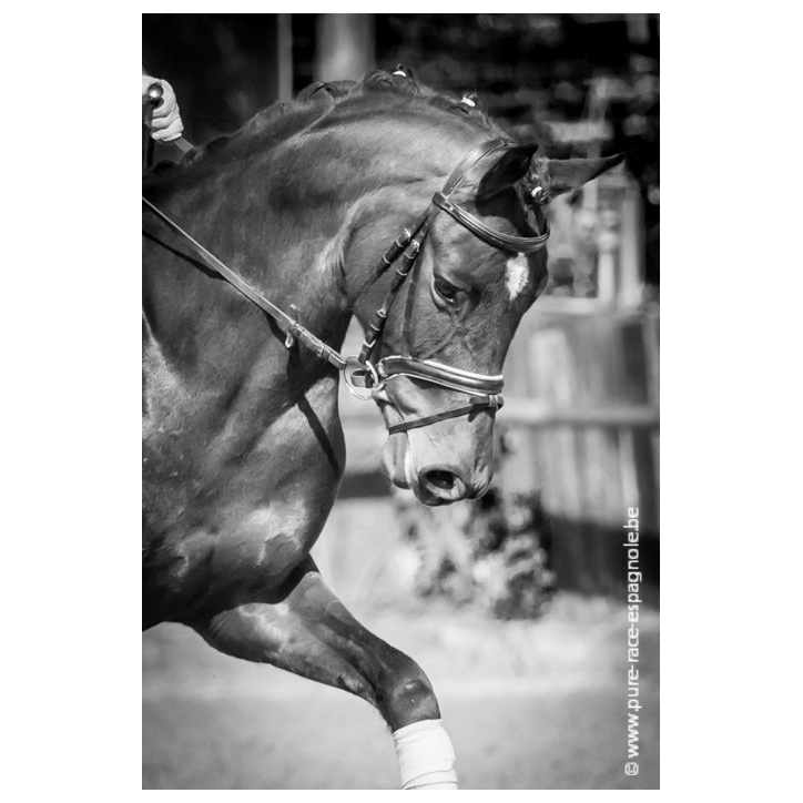 Jument bwp Niveau M10- Allemagne