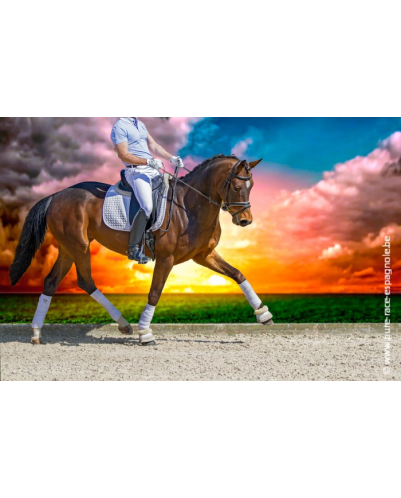 Jument bwp Niveau M10- Allemagne