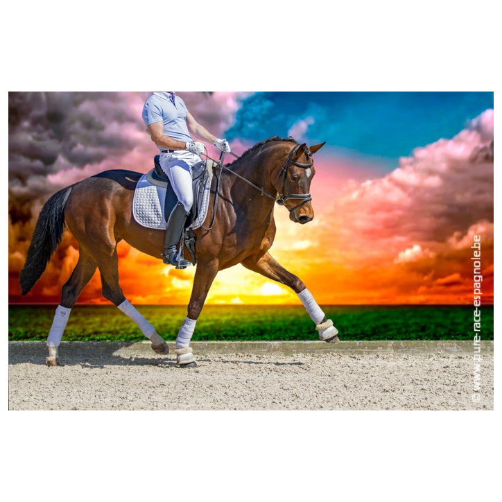 Jument bwp Niveau M10- Allemagne