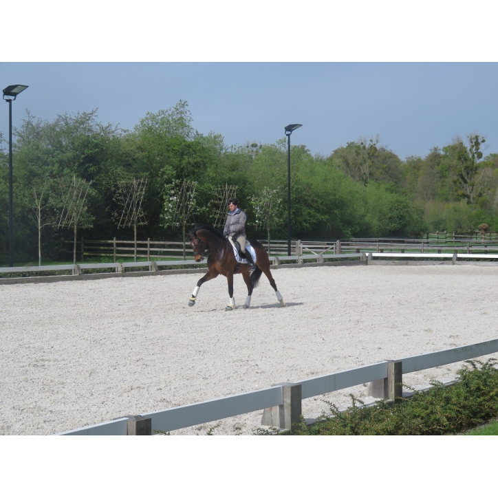 Jument bwp Niveau M10- Allemagne