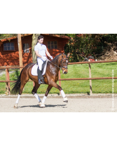 Jument bwp Niveau M10- Allemagne