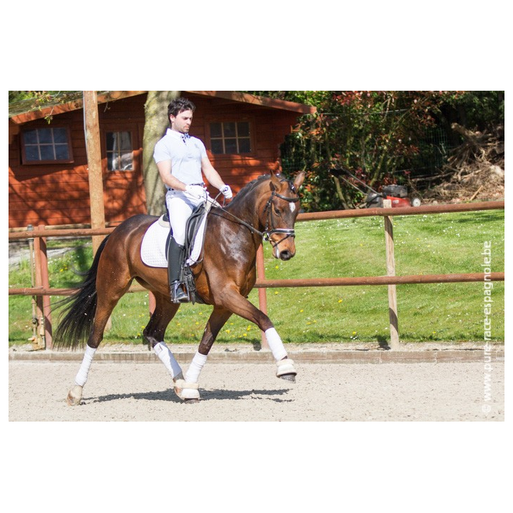 Jument bwp Niveau M10- Allemagne