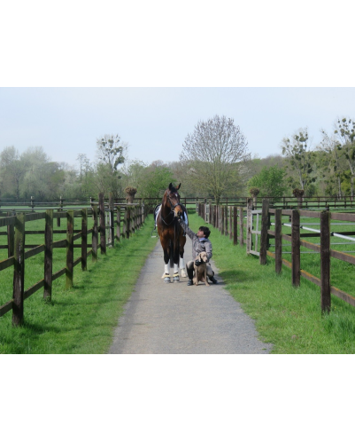 Jument bwp Niveau M10- Allemagne