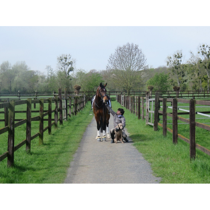 Jument bwp Niveau M10- Allemagne